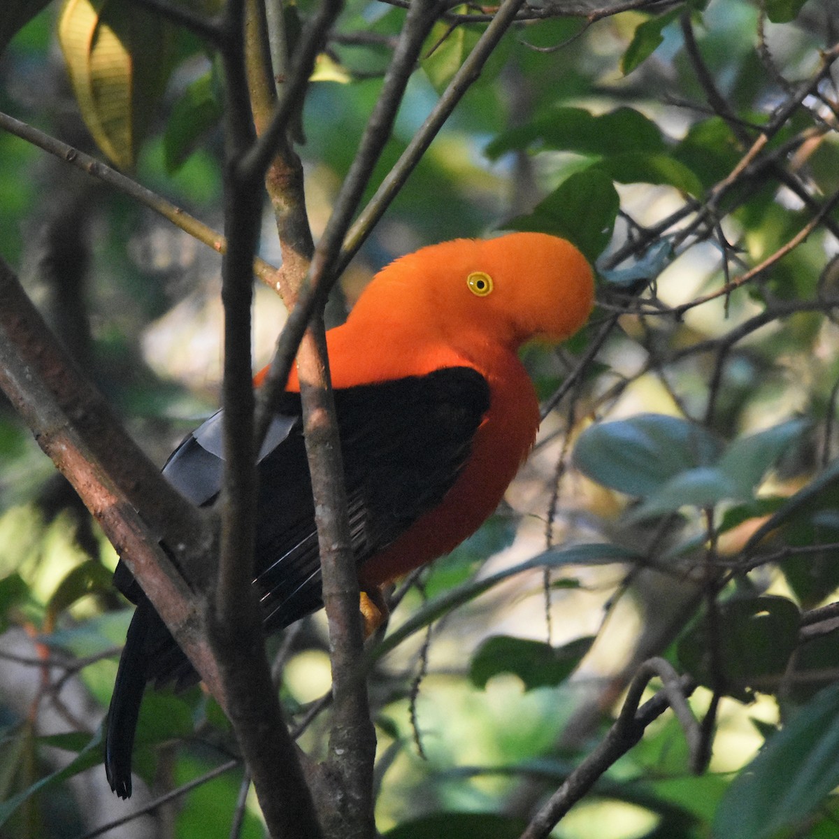 Coq-de-roche péruvien - ML647349260