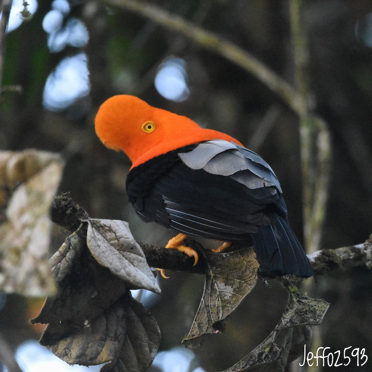 Coq-de-roche péruvien - ML647349261