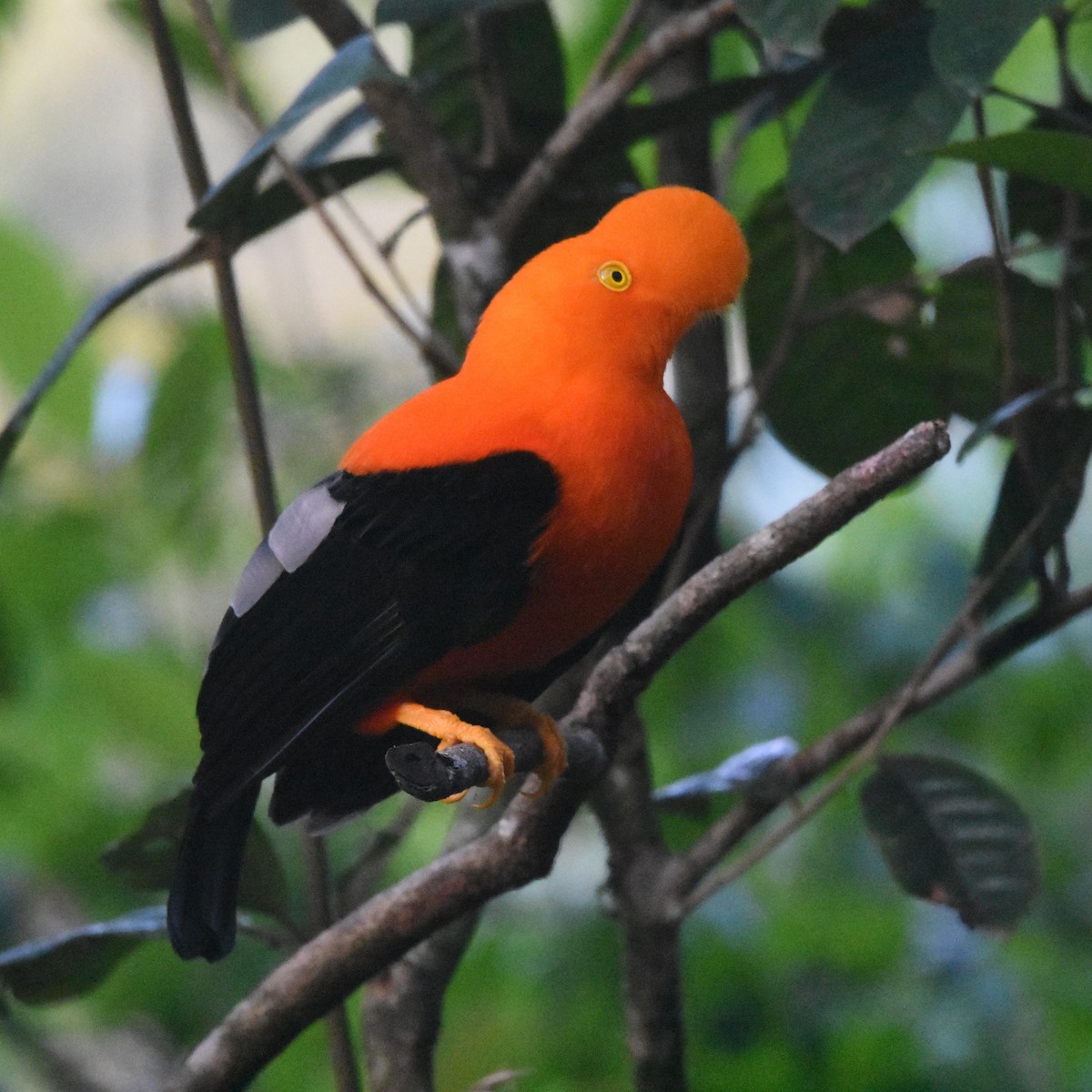 Coq-de-roche péruvien - ML647349262