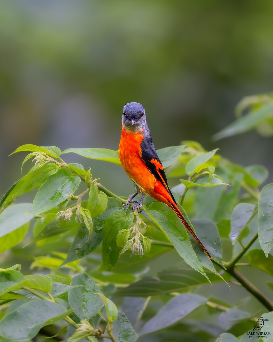 gråhakemønjefugl - ML647349264