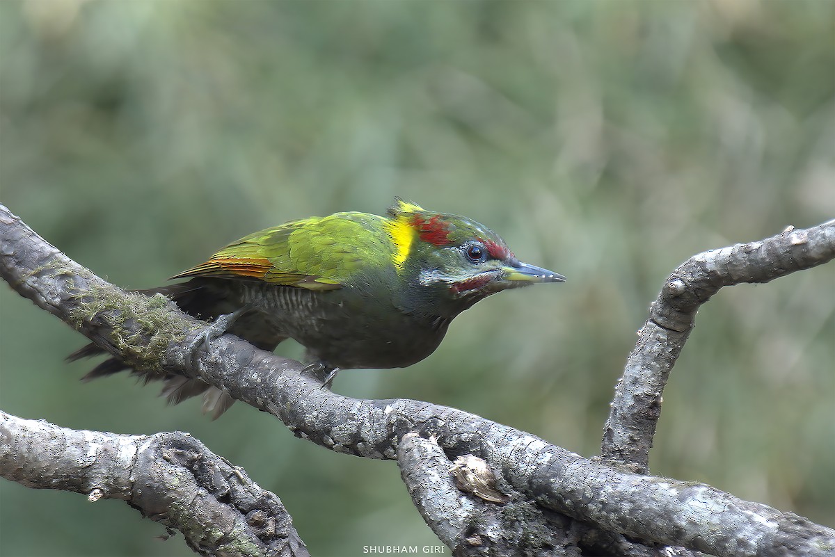 Lesser Yellownape - ML647349266