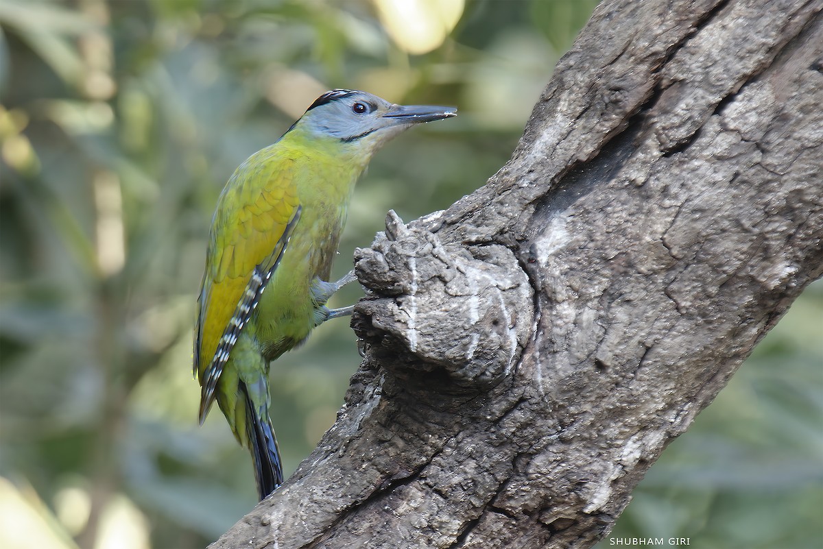 Pic cendré - ML647349268