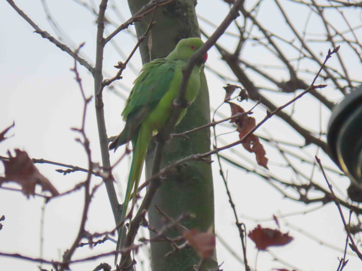 Yeşil Papağan - ML647349274