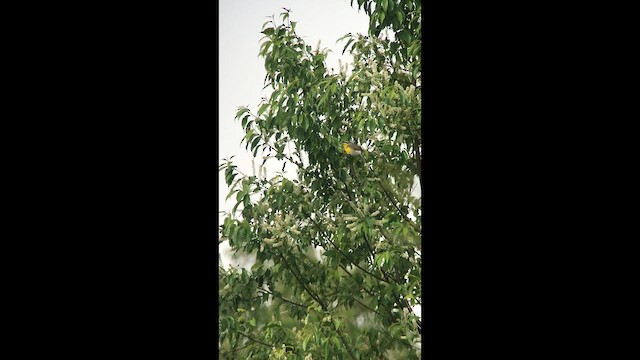 Yellow-breasted Chat - ML647349278