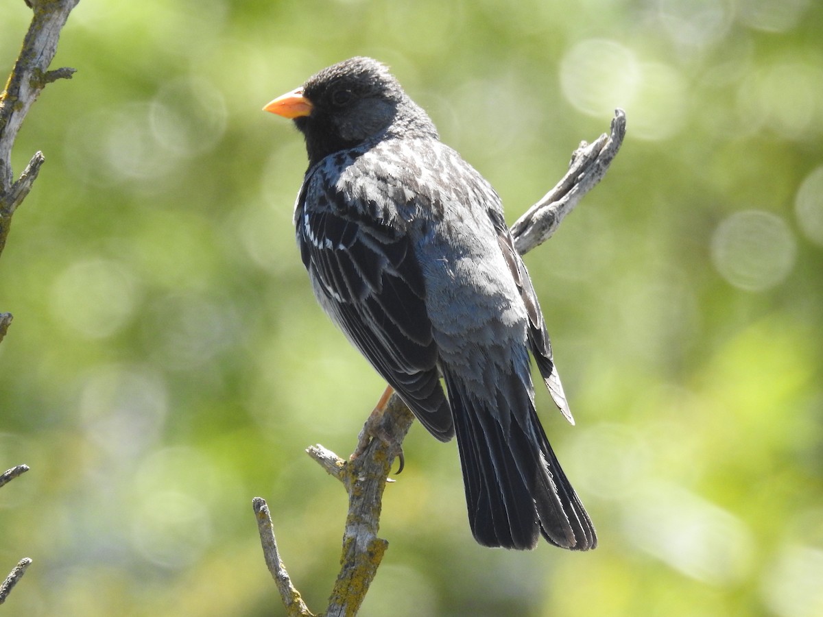 Mourning Sierra Finch - ML647349279