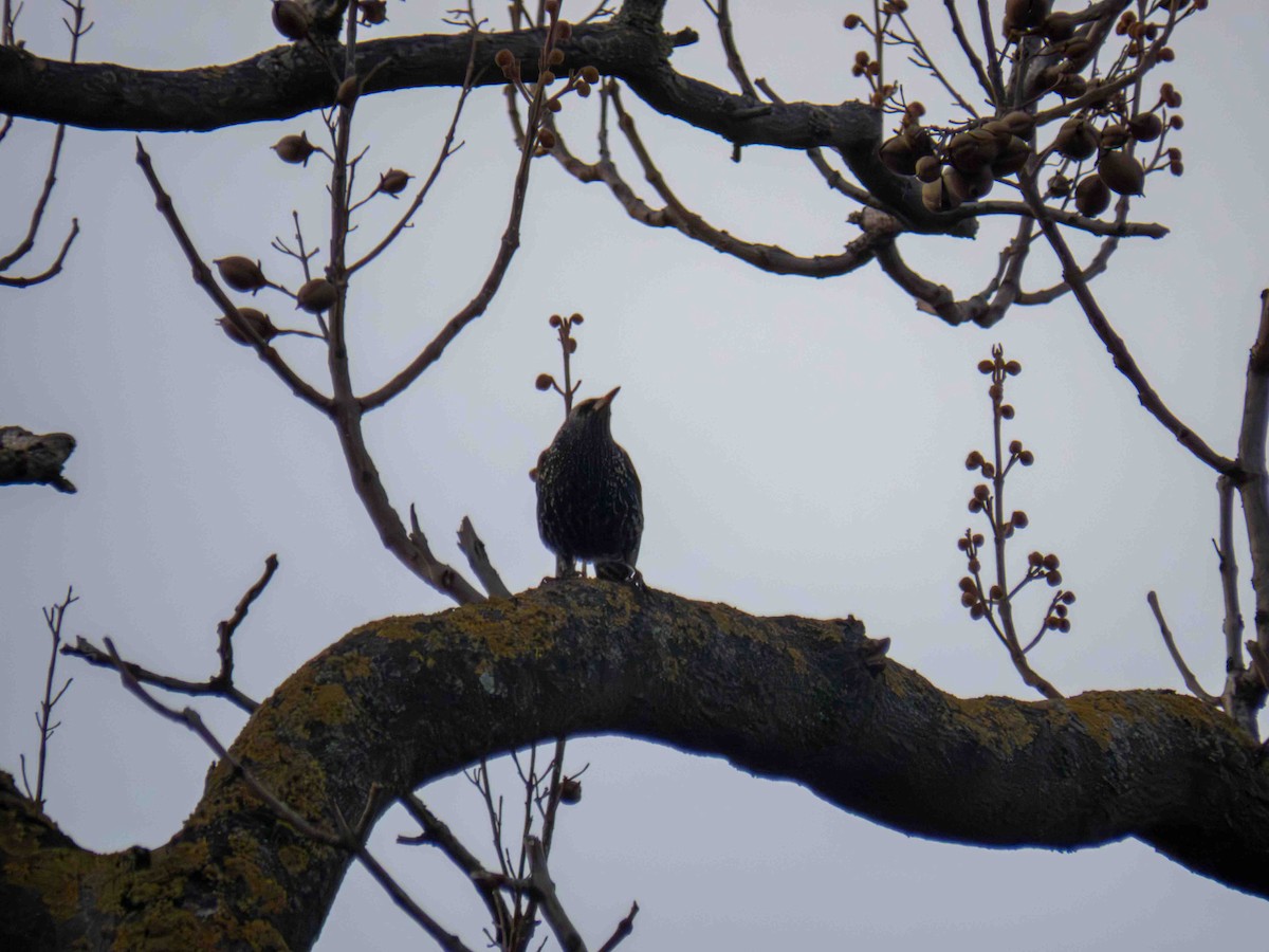 Sığırcık - ML647349280