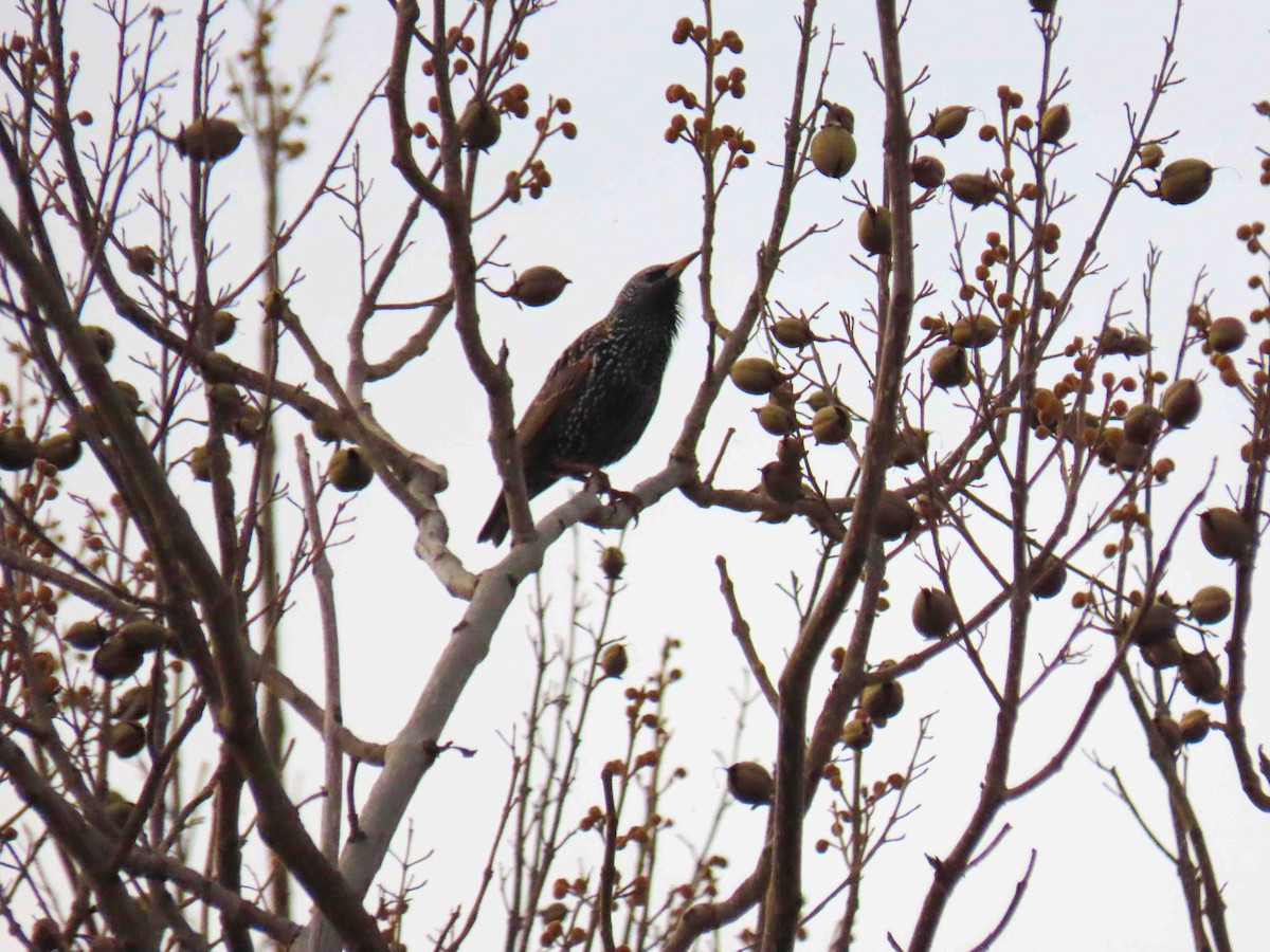 Sığırcık - ML647349281