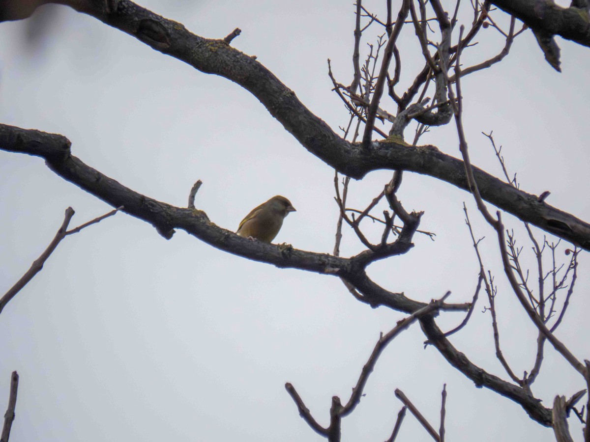 Florya - ML647349287