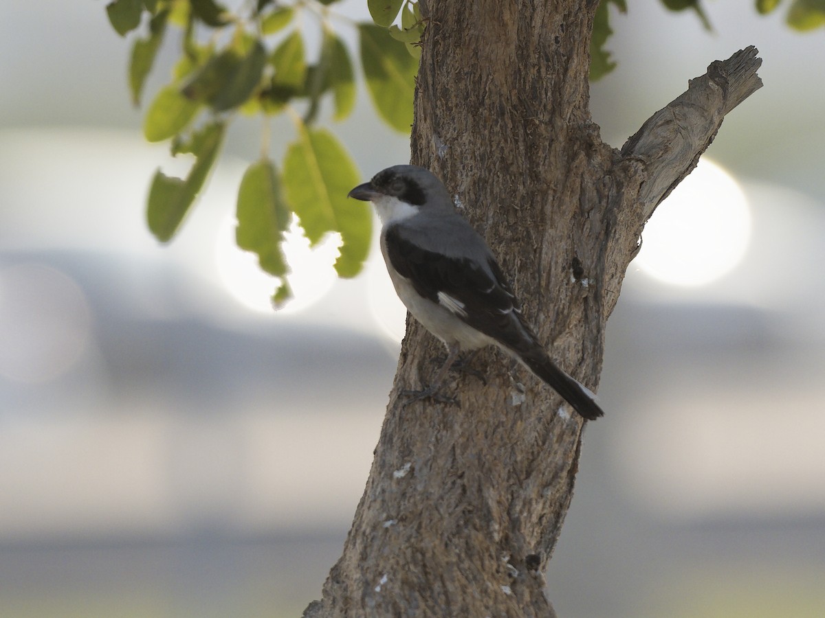 Хар духт дунхай - ML647349295