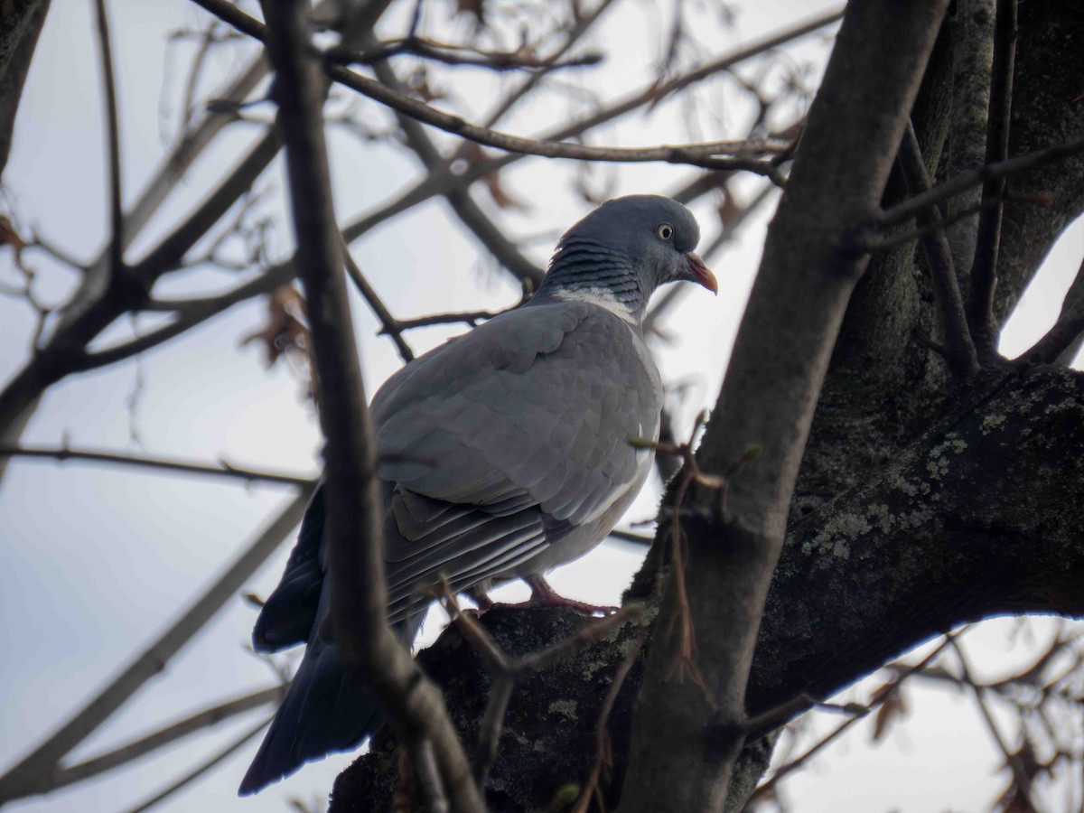 Tahtalı - ML647349299