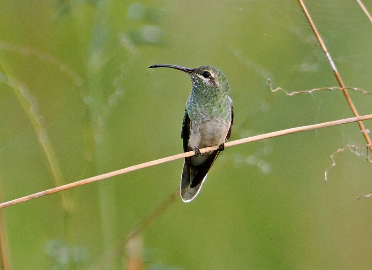 White-tailed Goldenthroat - ML647349319