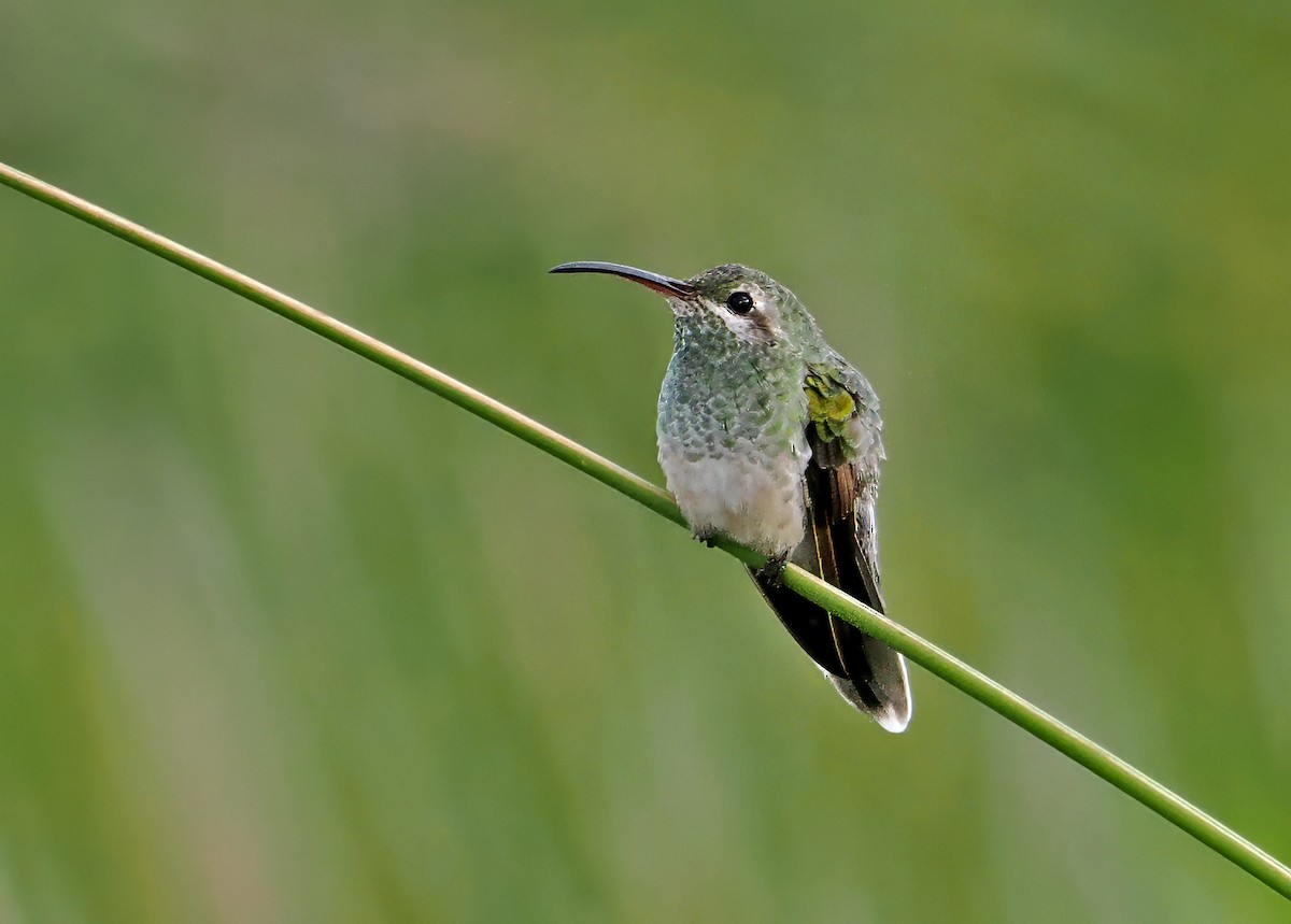 White-tailed Goldenthroat - ML647349320