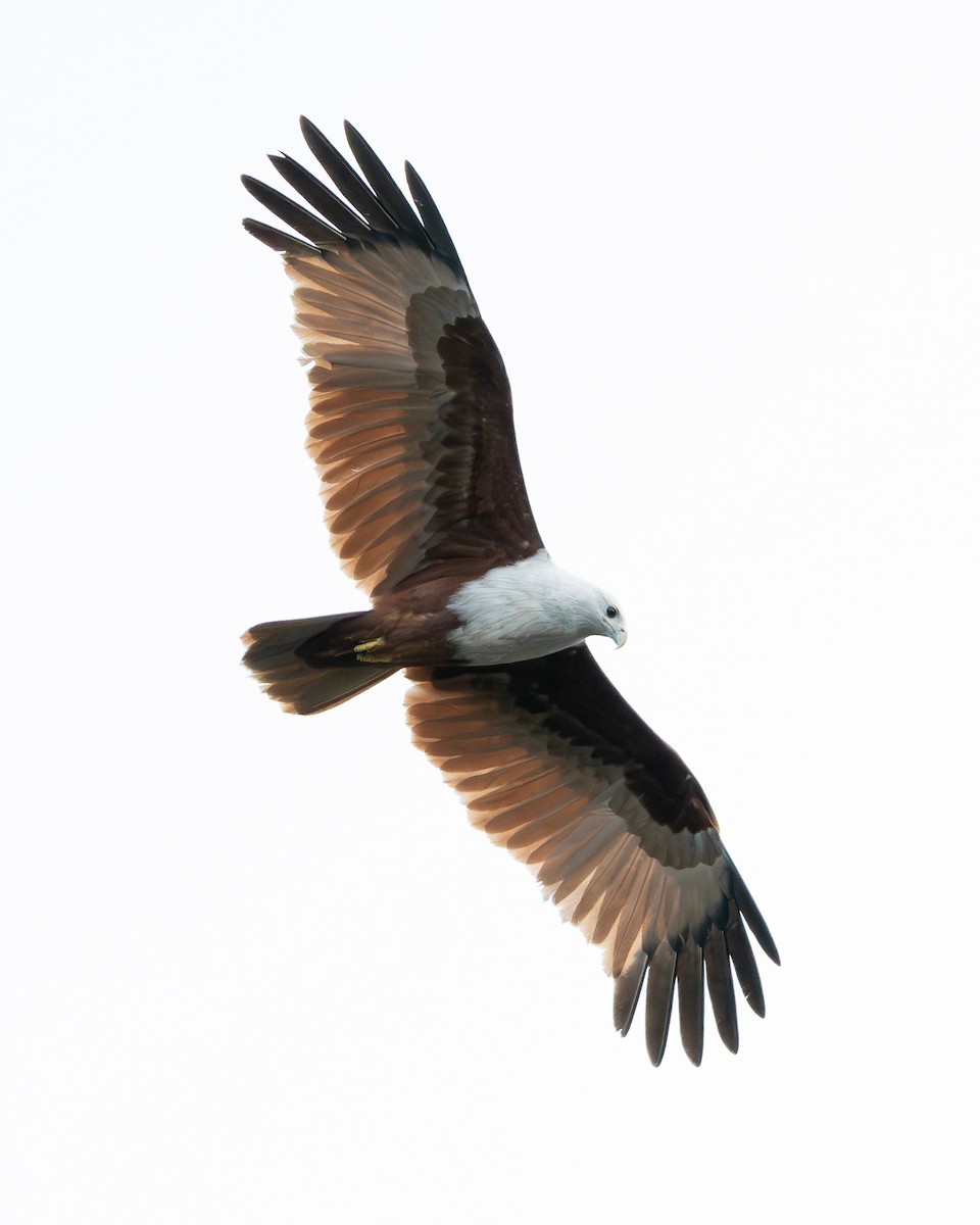 Brahminy Kite - ML647349325