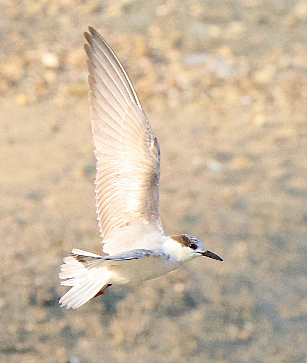 Lachseeschwalbe - ML647349328