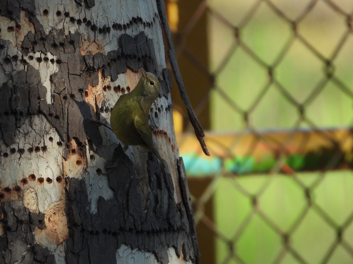 Orange-crowned Warbler - ML647349336