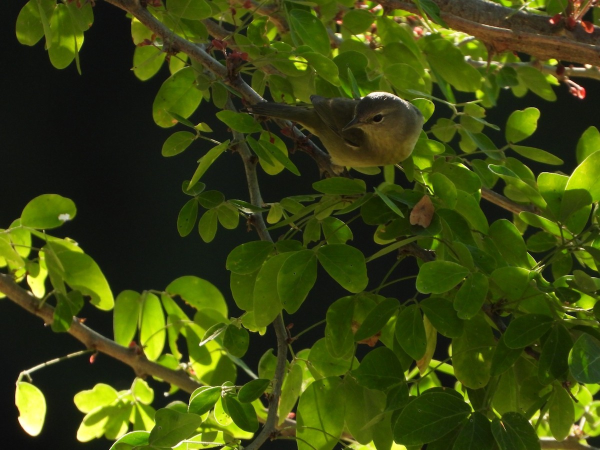Orange-crowned Warbler - ML647349337