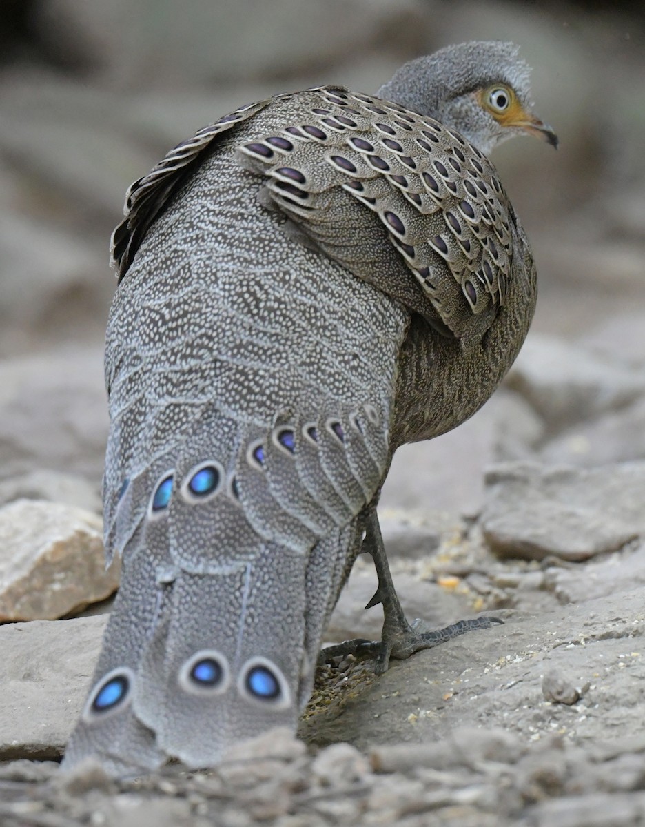 Gray Peacock-Pheasant - ML647349338