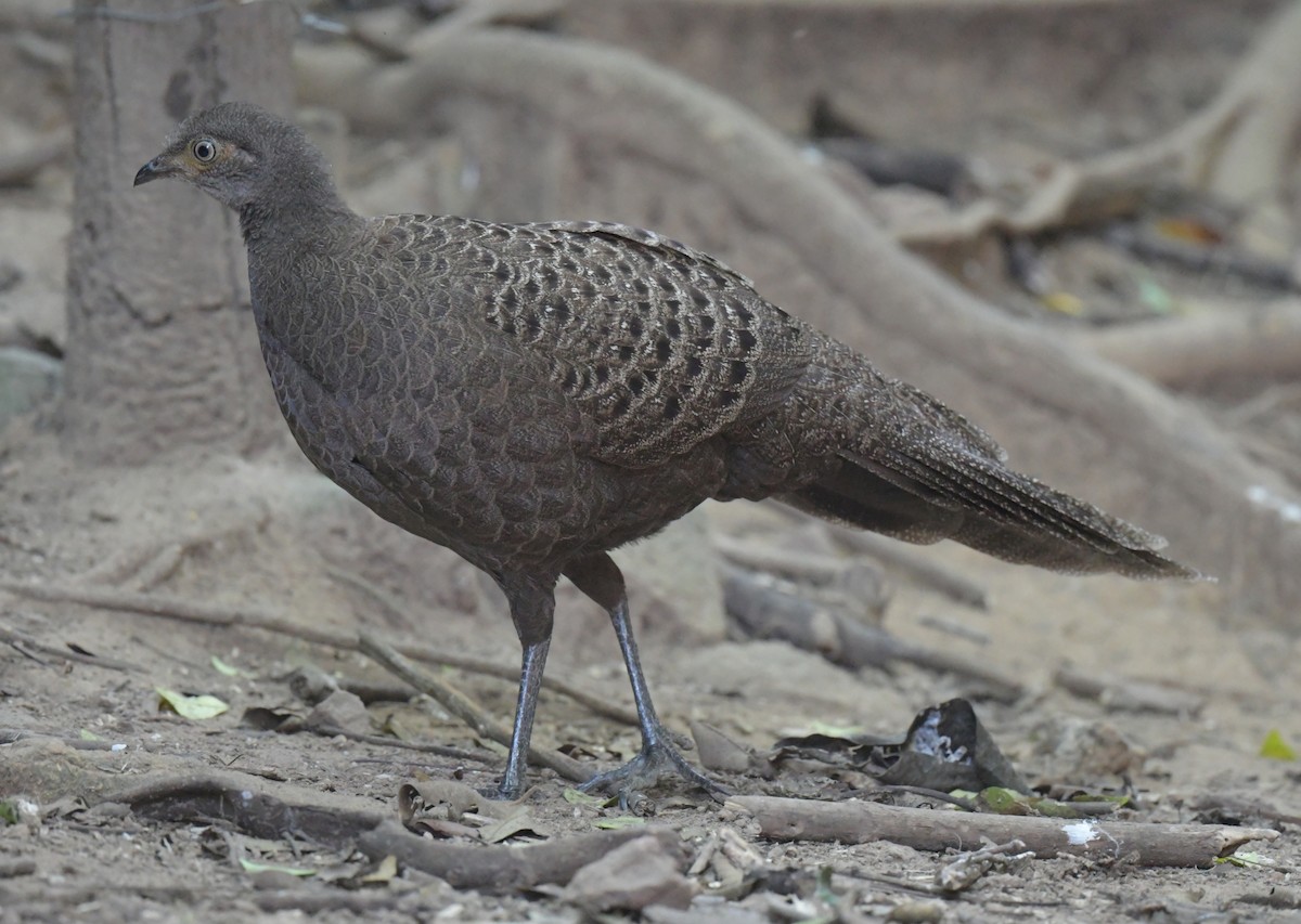 Gray Peacock-Pheasant - ML647349339