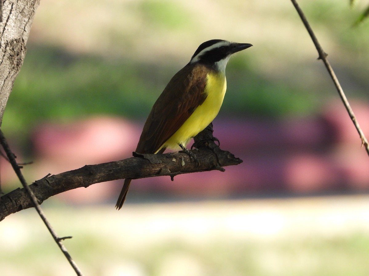 Great Kiskadee - ML647349363