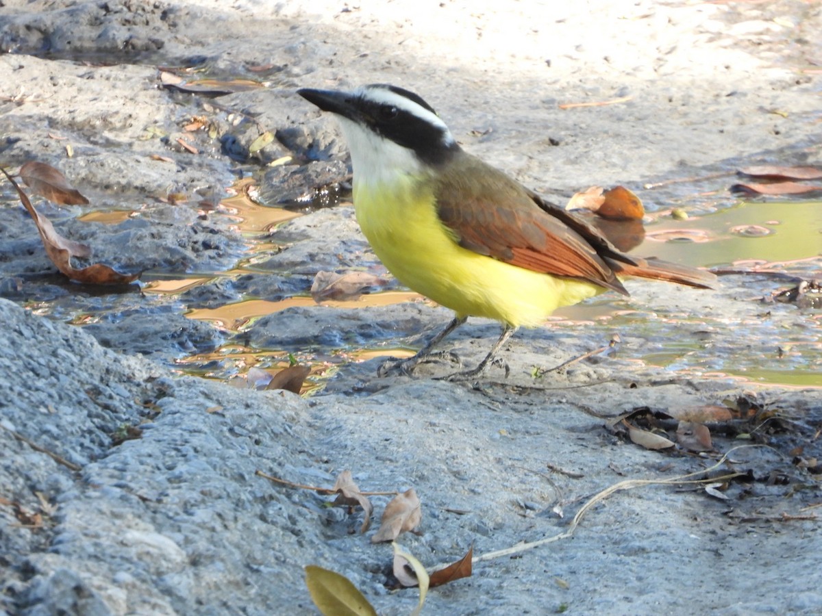 Great Kiskadee - ML647349364