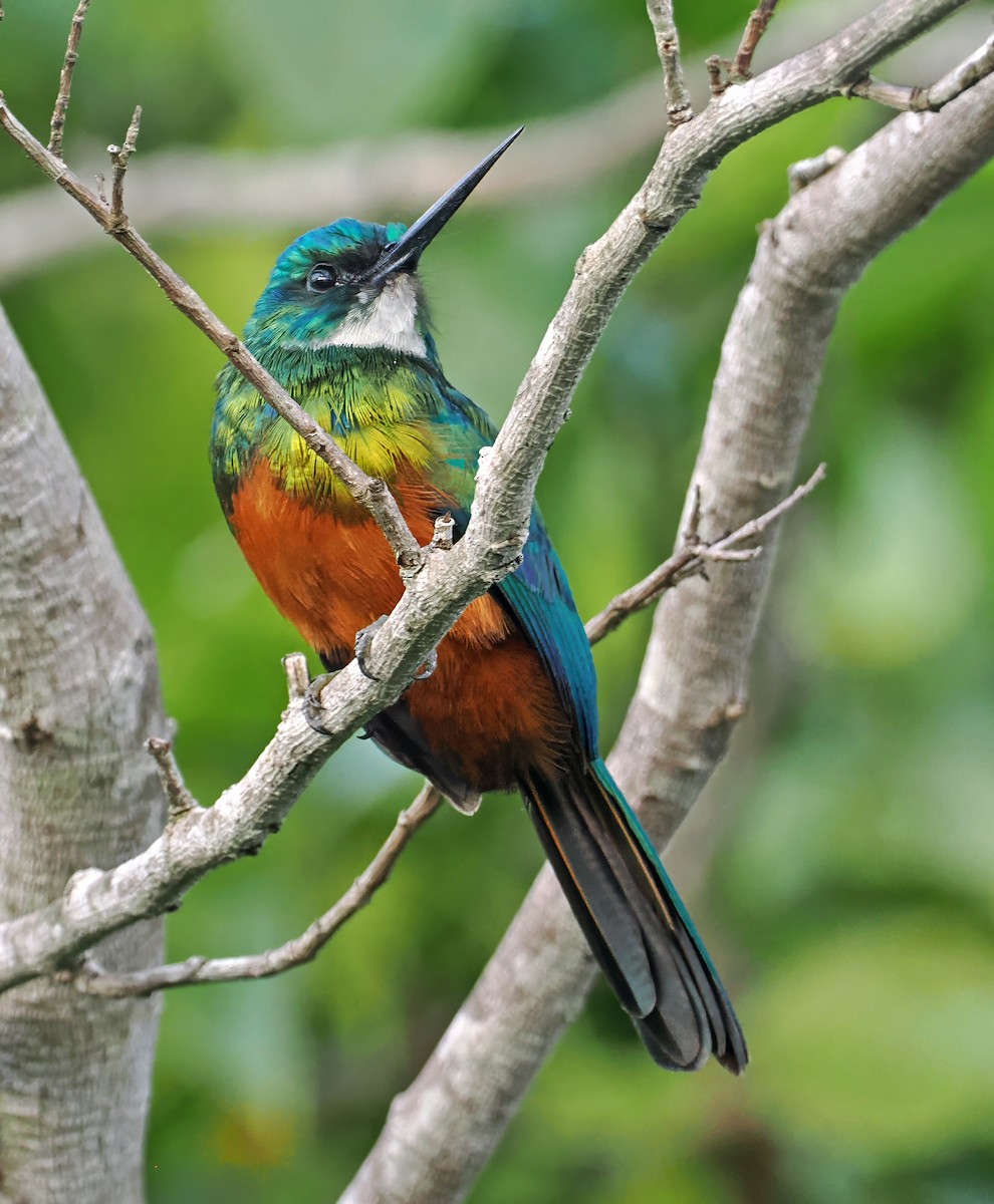 Green-tailed Jacamar - ML647349369