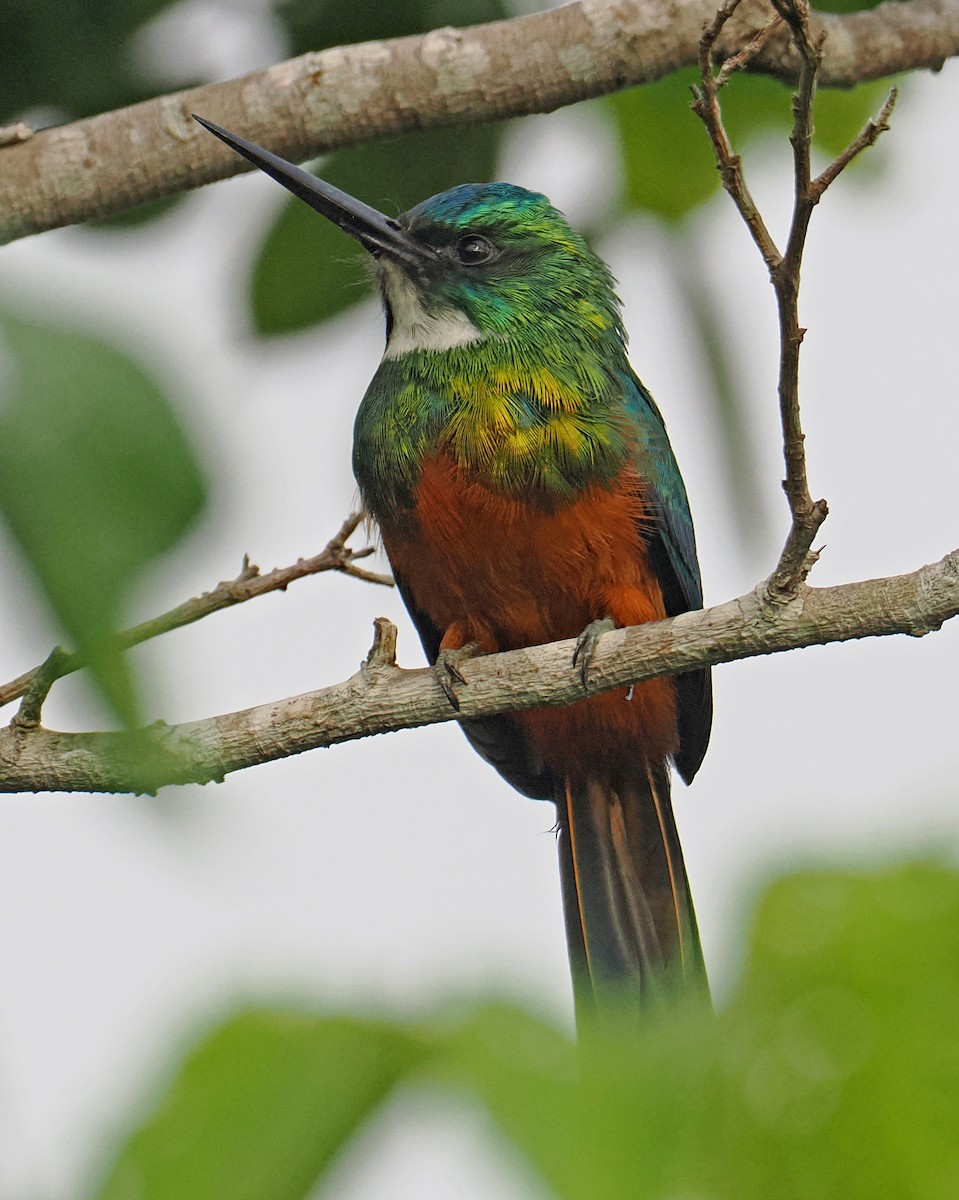 Green-tailed Jacamar - ML647349370