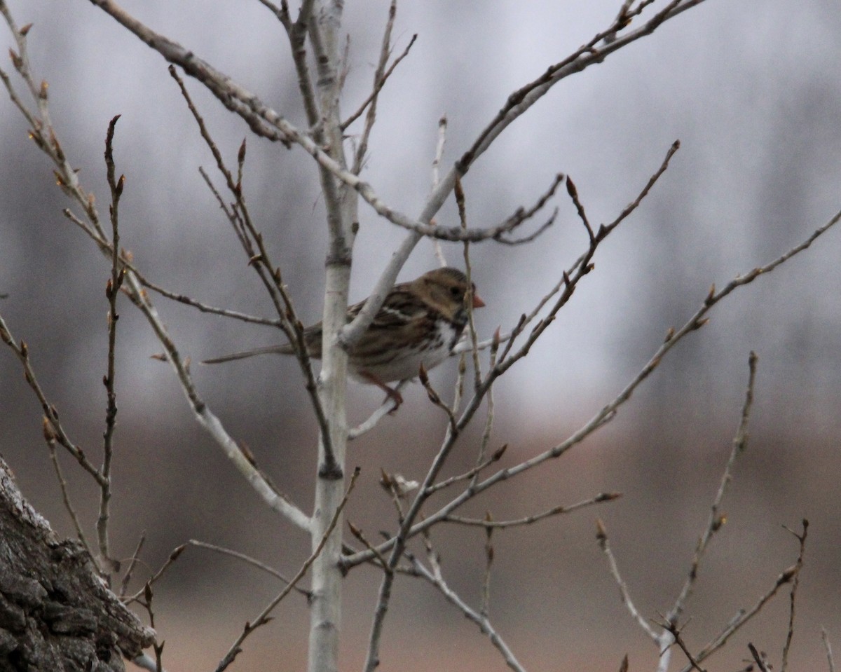 Harris's Sparrow - ML647349371
