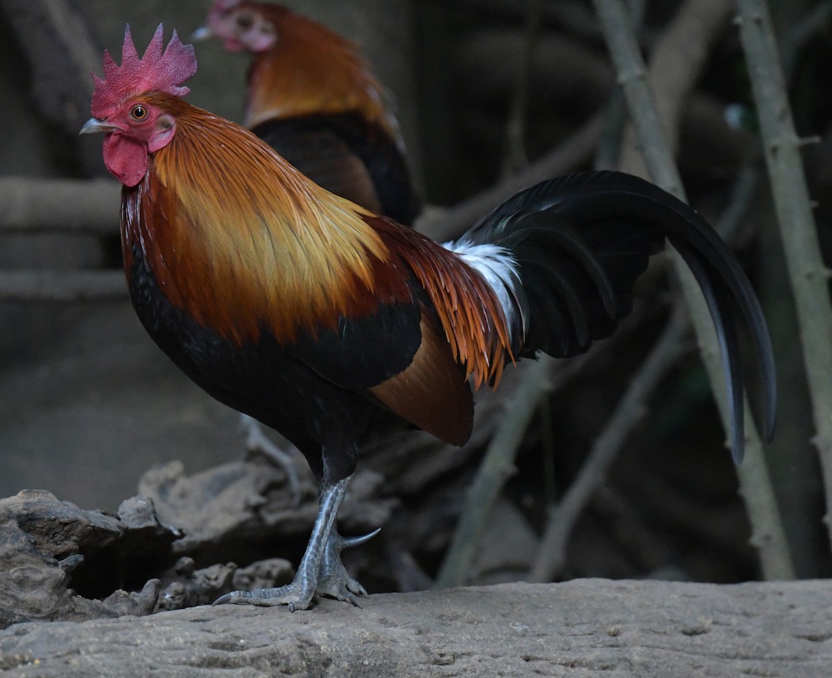 Red Junglefowl - ML647349372