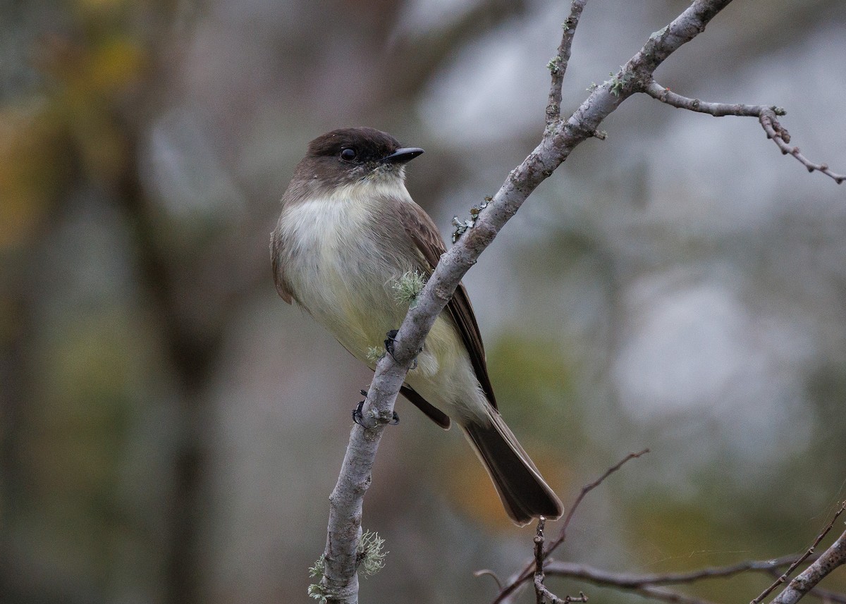 Eastern Phoebe - ML647349374