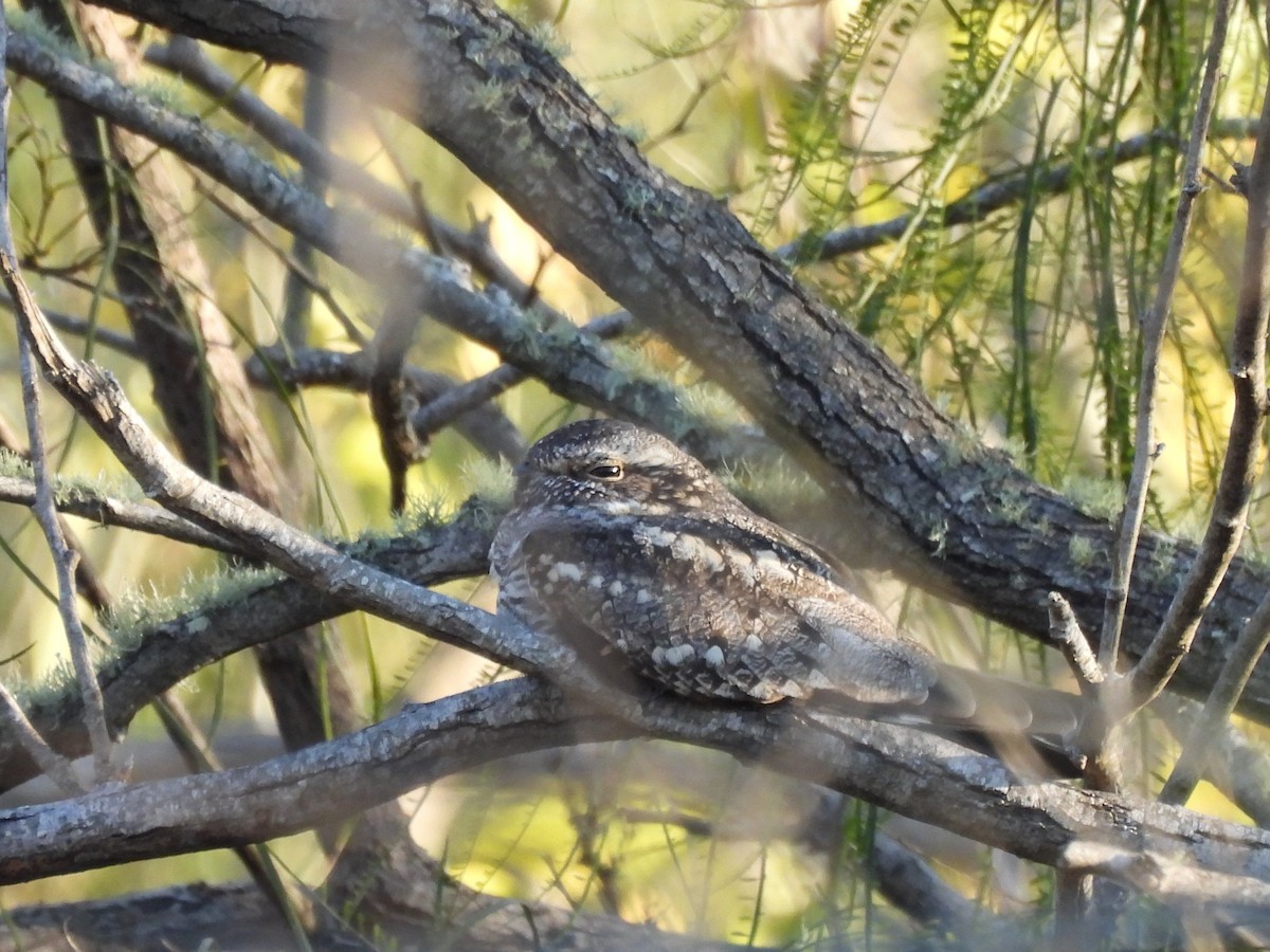 Lesser Nighthawk - ML647349375