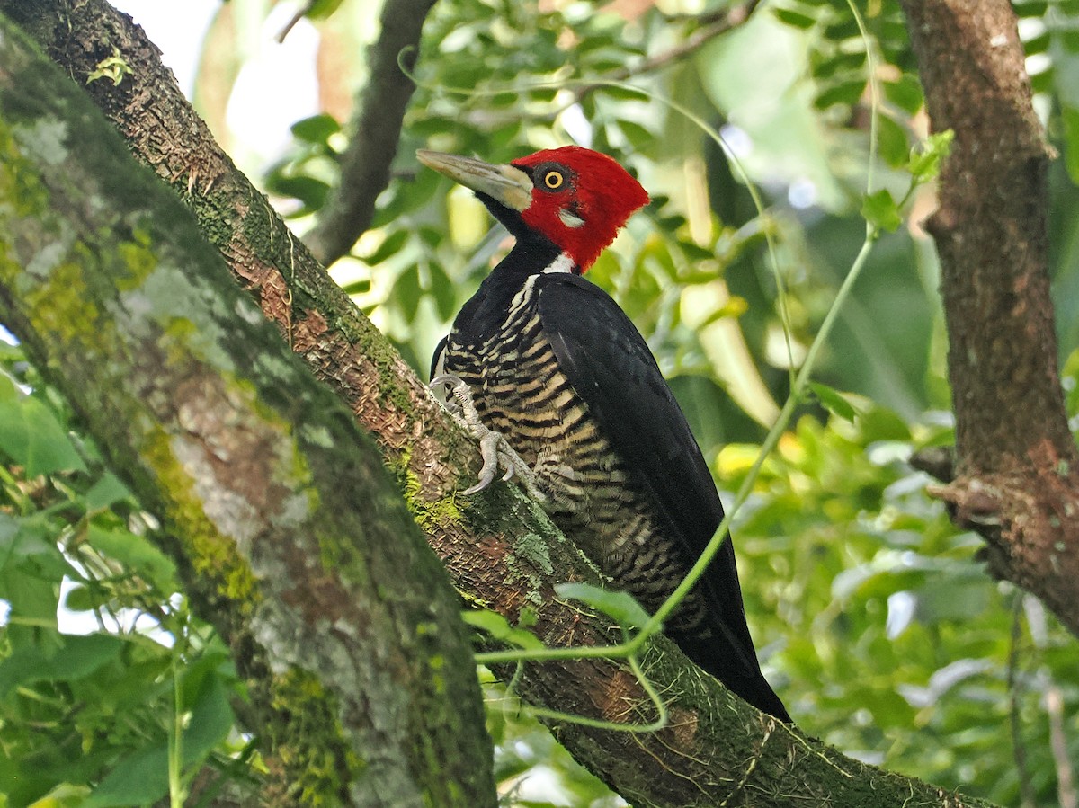 Crimson-crested Woodpecker - ML647349376