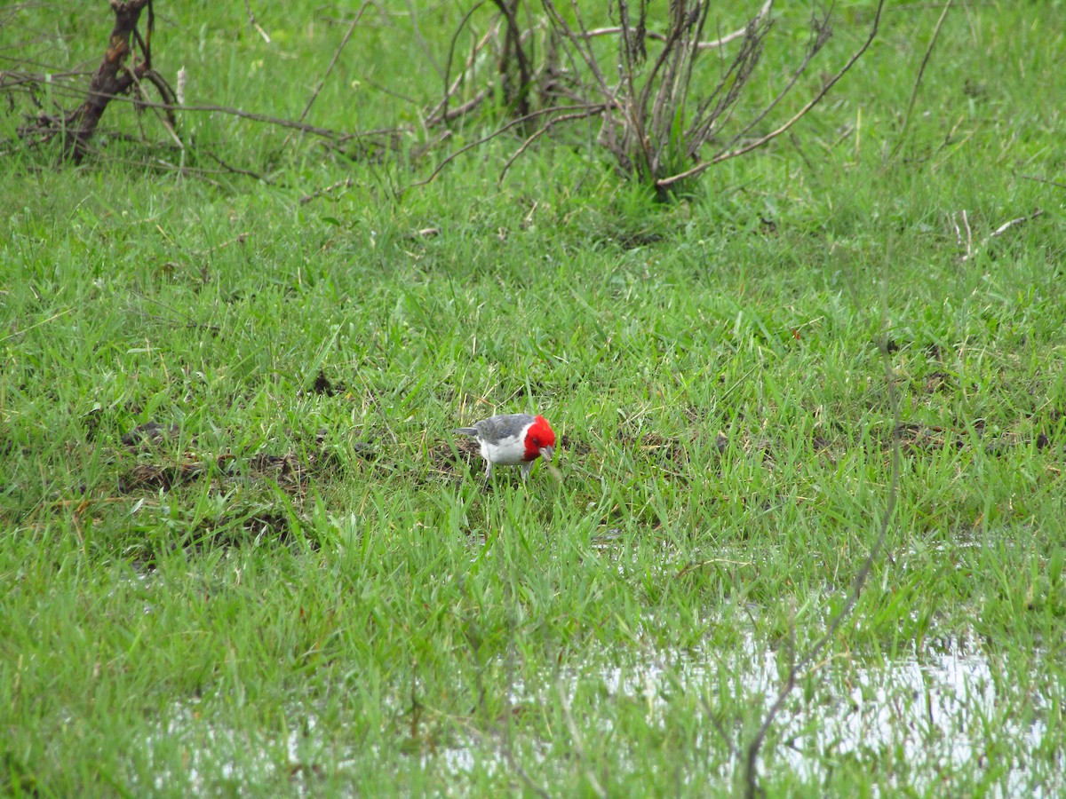 Red-crested Cardinal - ML647349377