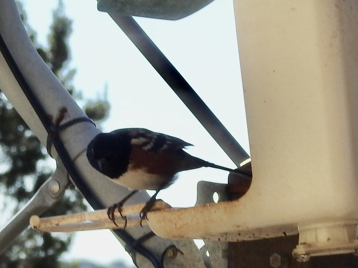 Spotted Towhee - ML647349378