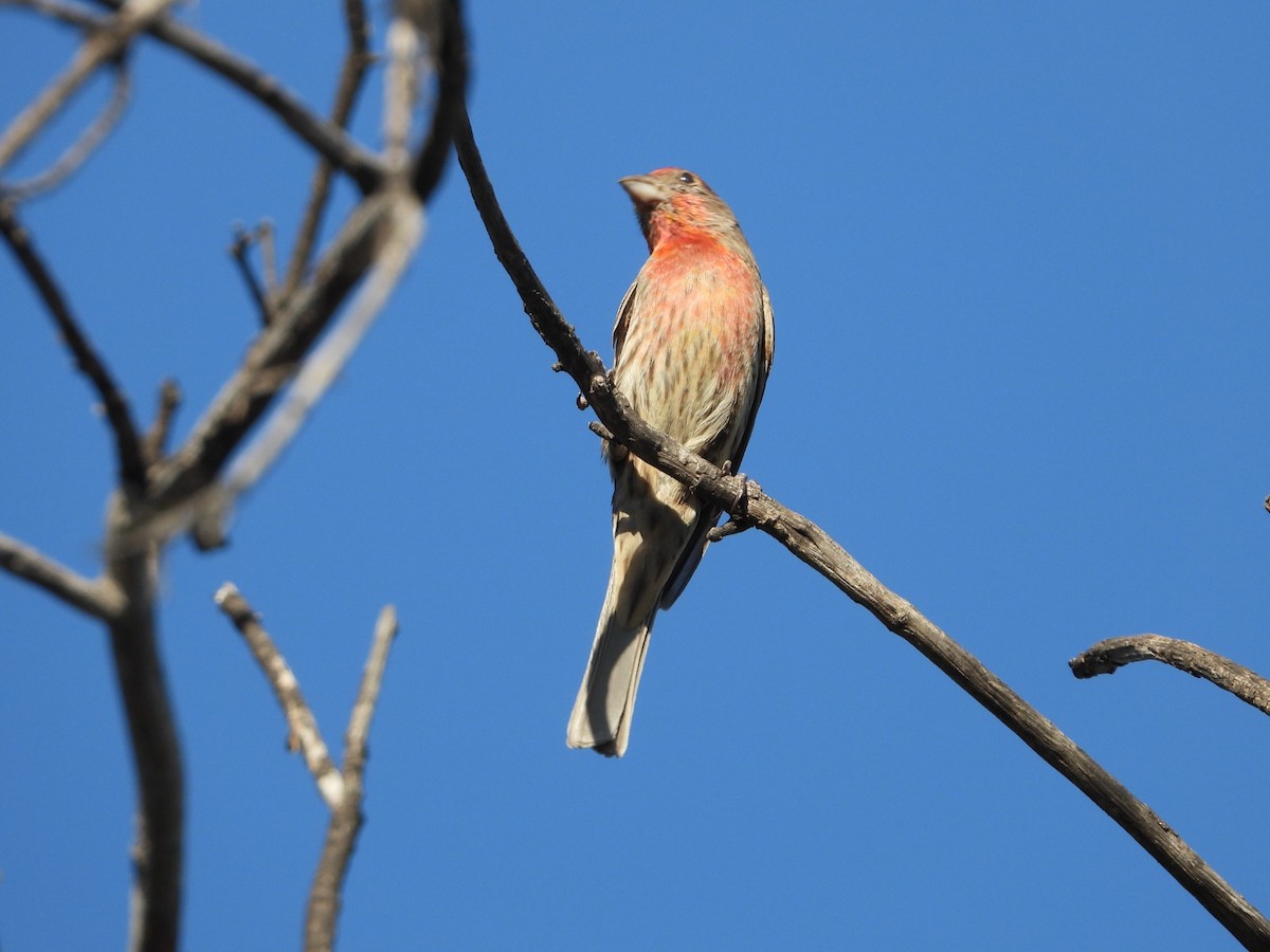 House Finch - ML647349379