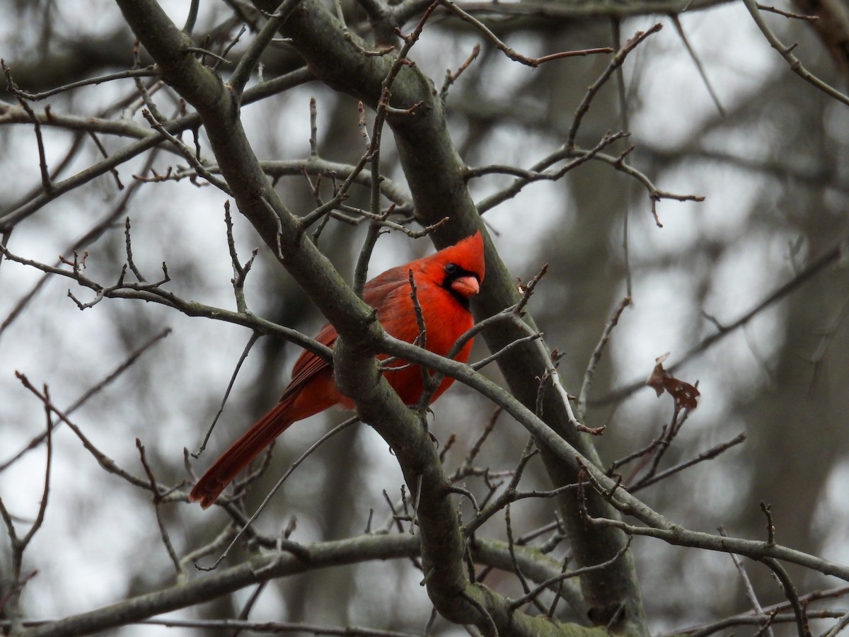 Northern Cardinal - ML647349380