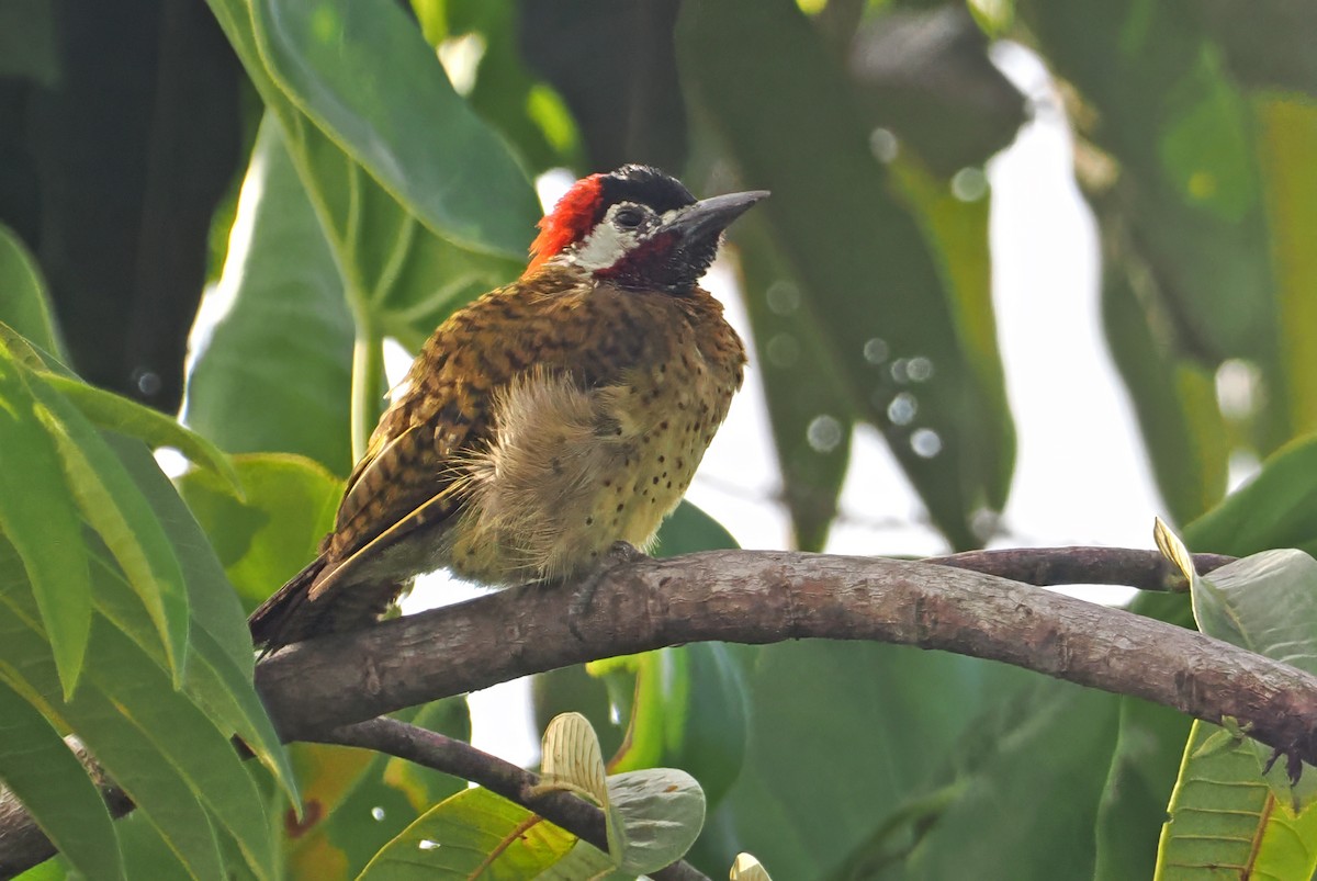 Spot-breasted Woodpecker - ML647349381