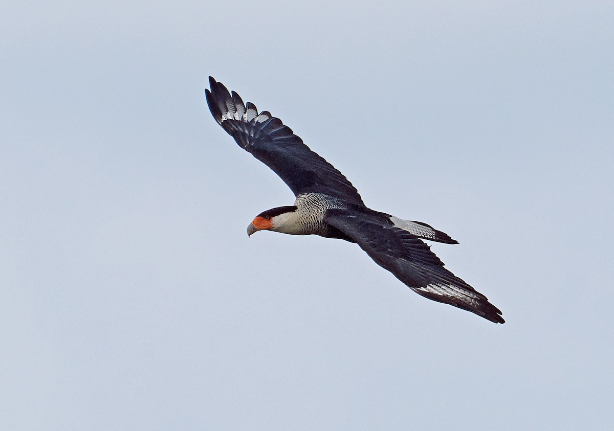 Crested Caracara (Northern) - ML647349383