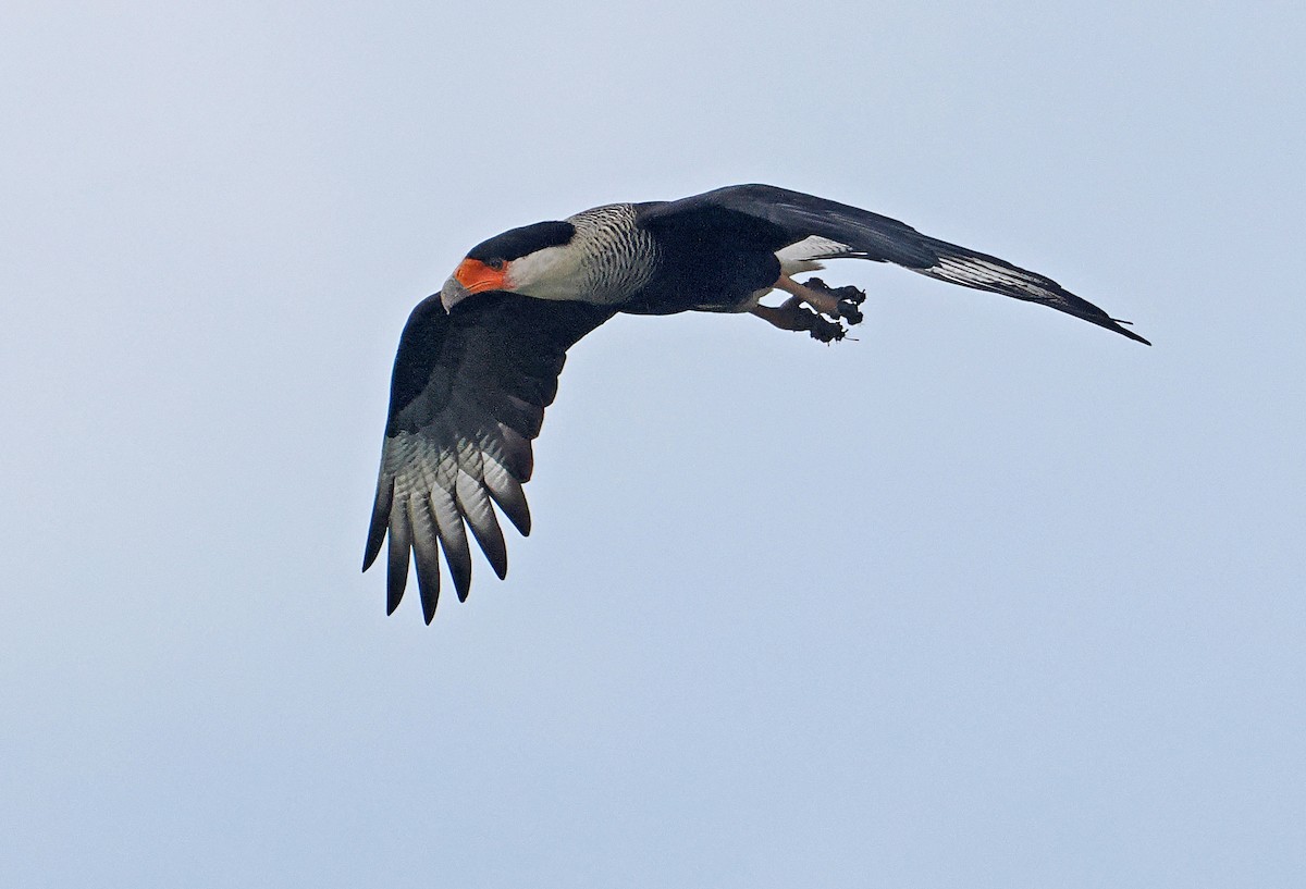 Crested Caracara (Northern) - ML647349384