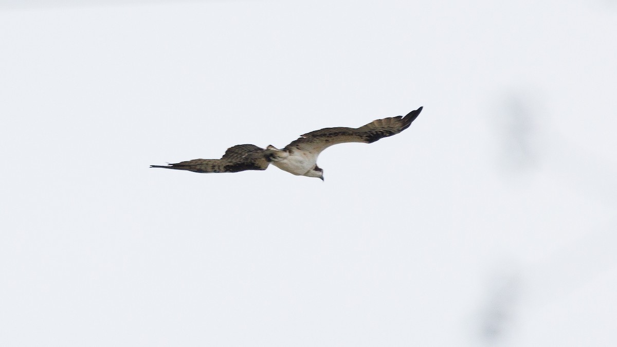 Osprey - ML647349385