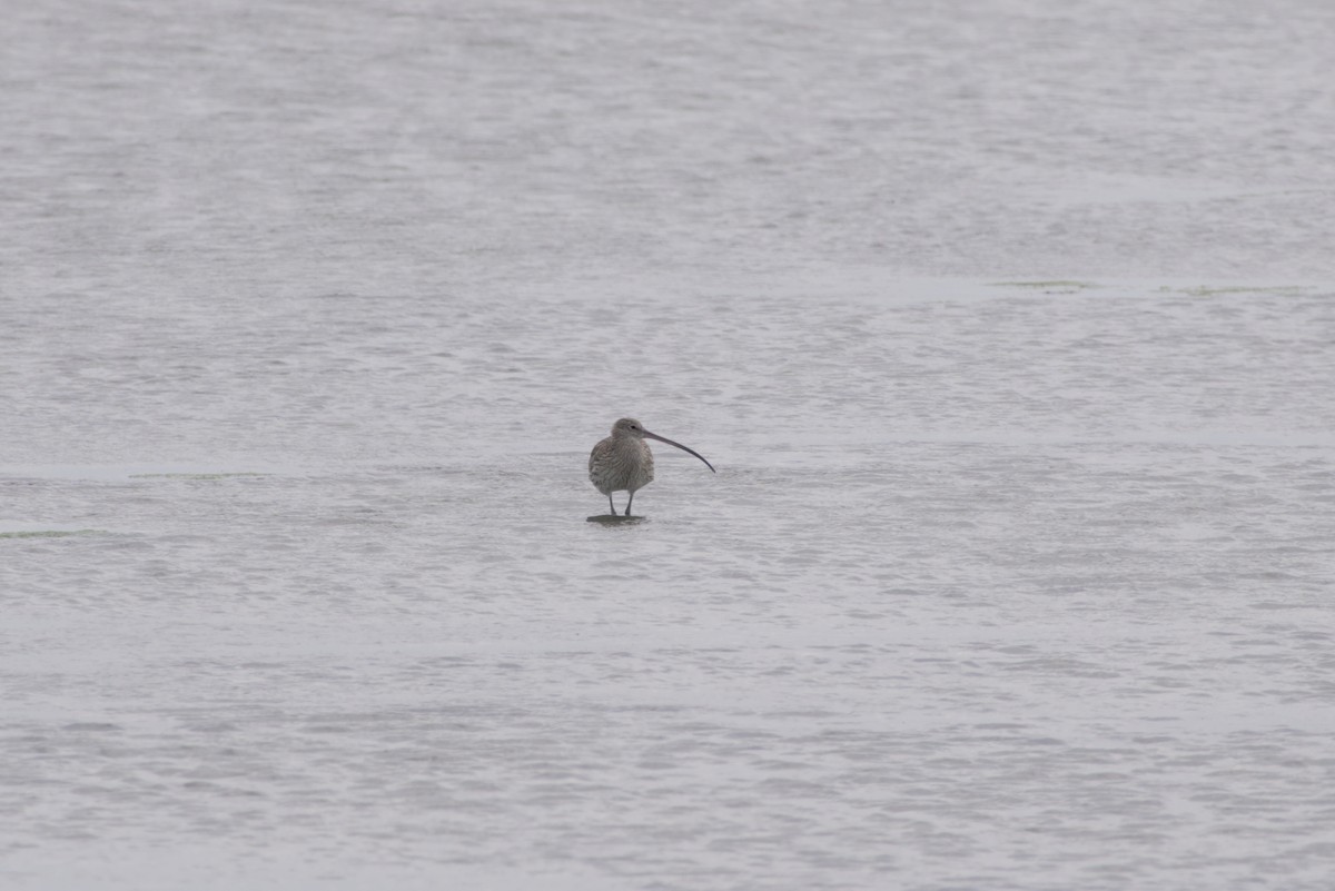 Far Eastern Curlew - ML647349386