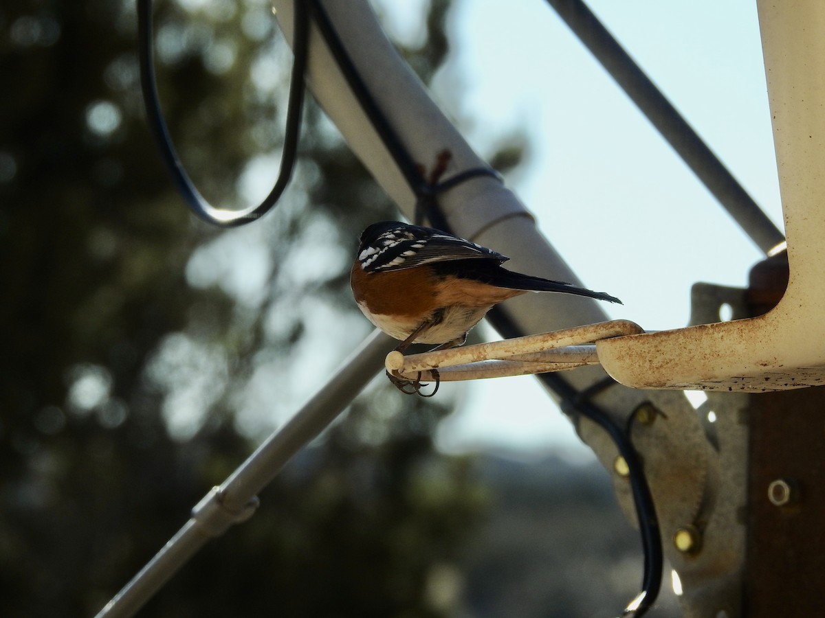 Spotted Towhee - ML647349387