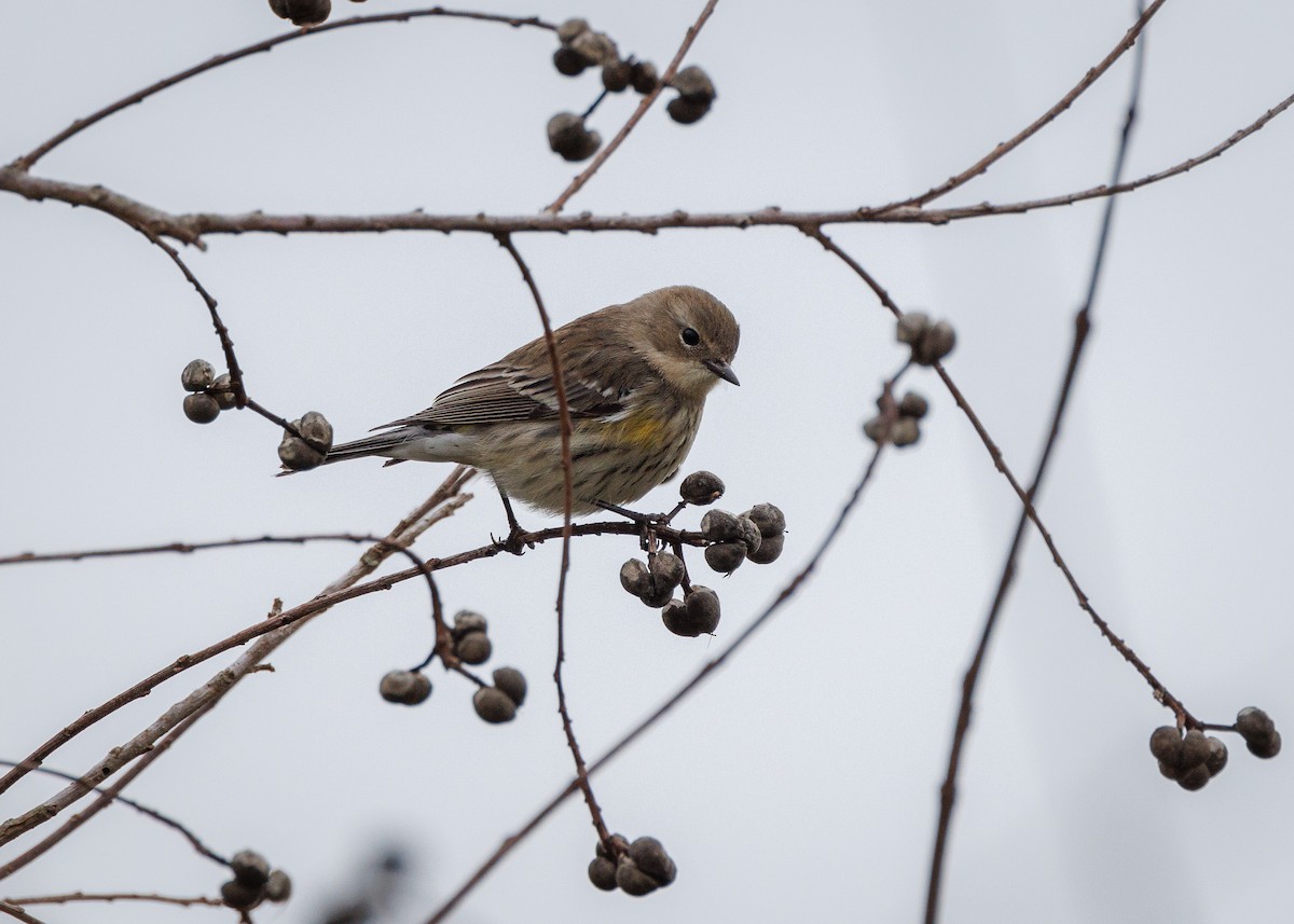 Yellow-rumped Warbler (Myrtle) - ML647349388