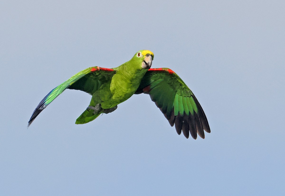 Yellow-crowned Amazon - ML647349389