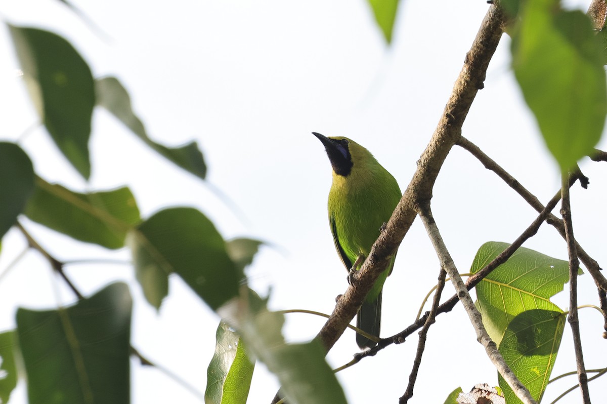 Jerdon's Leafbird - ML647349390
