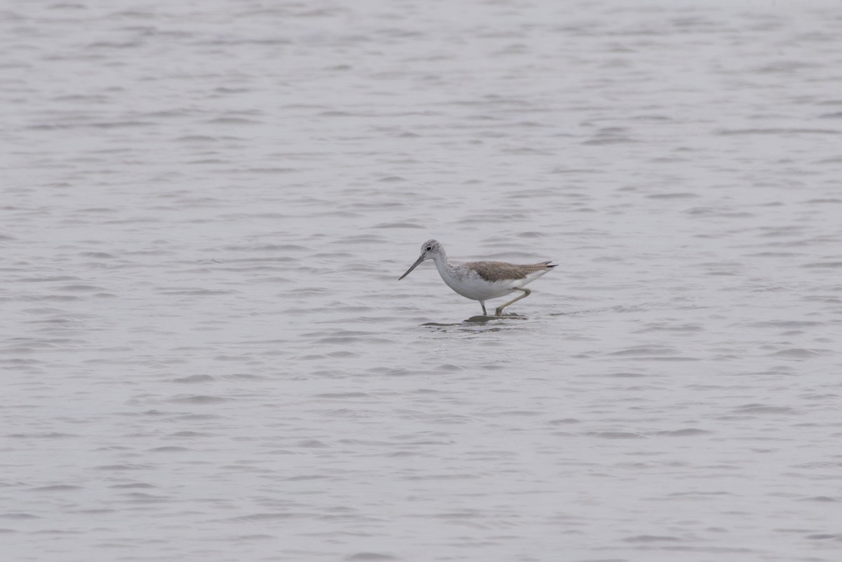 Common Greenshank - ML647349391