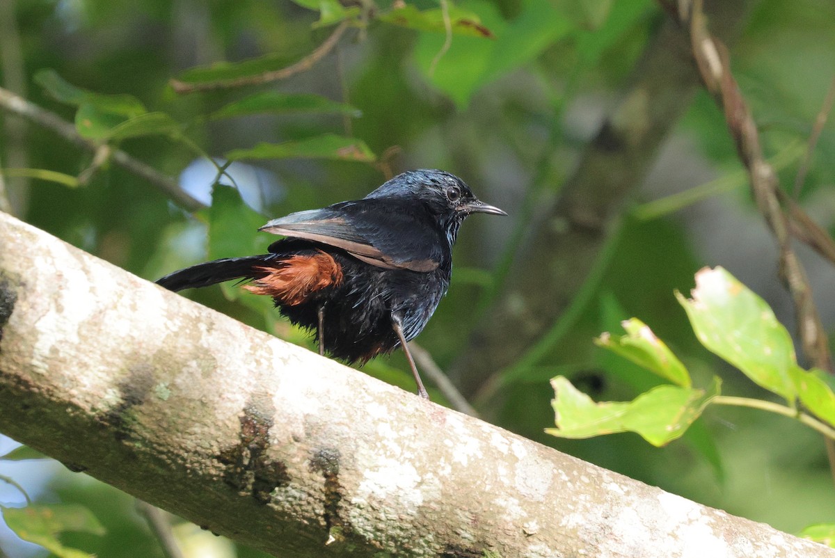 Cotton Pygmy-Goose - ML647349392