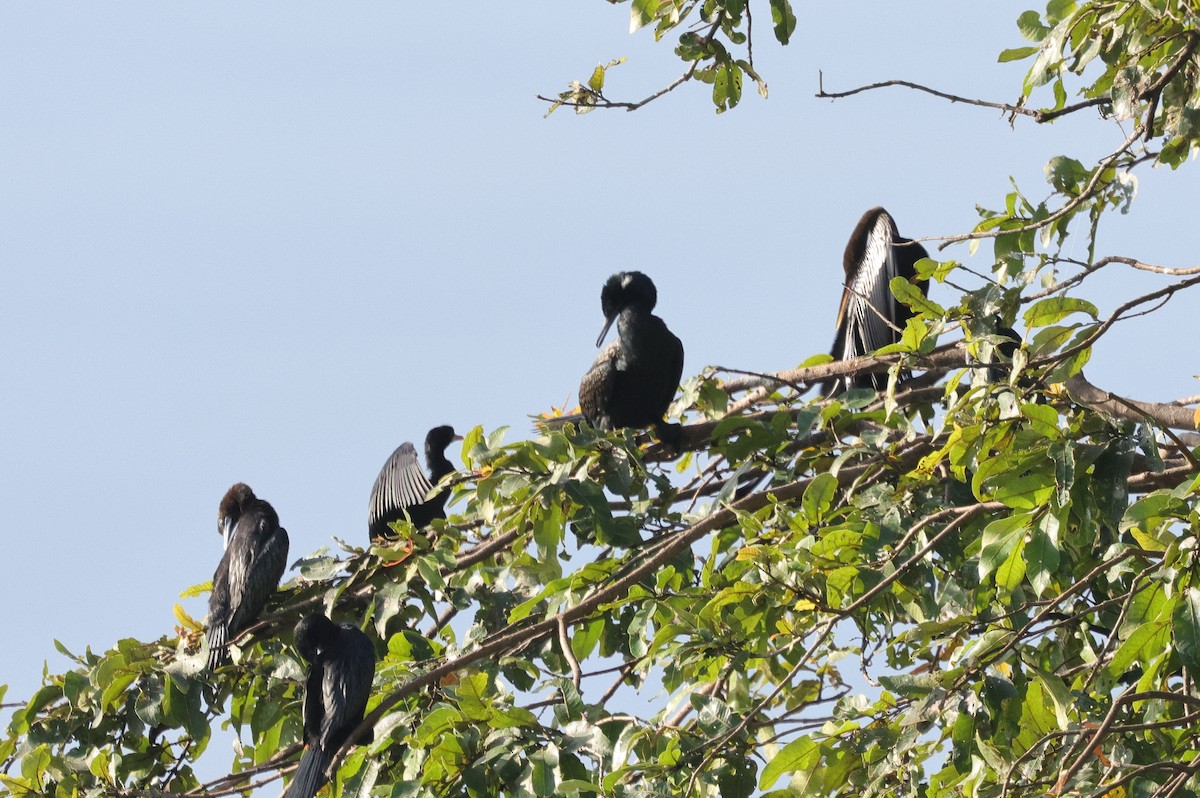 Cotton Pygmy-Goose - ML647349393