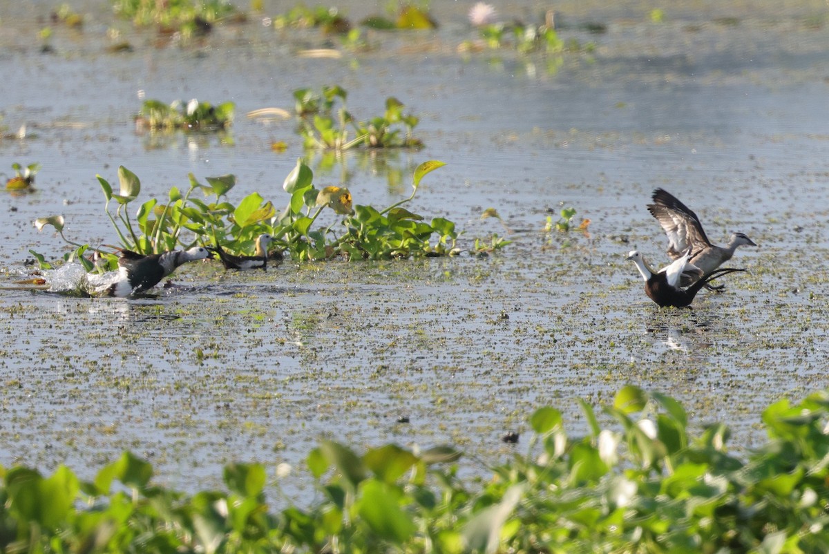 Cotton Pygmy-Goose - ML647349394