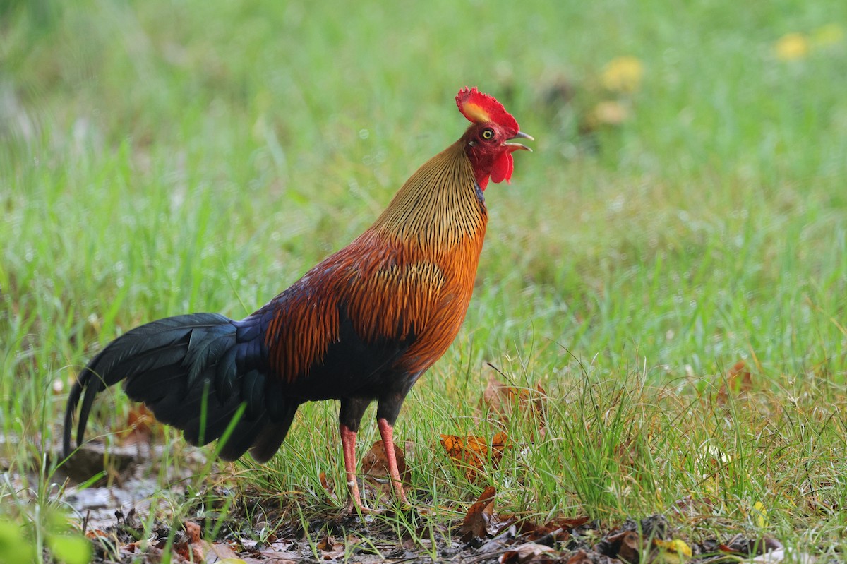Cotton Pygmy-Goose - ML647349395