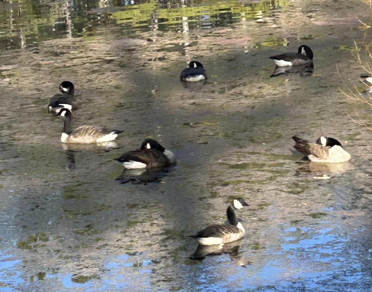 Canada Goose - ML647349396
